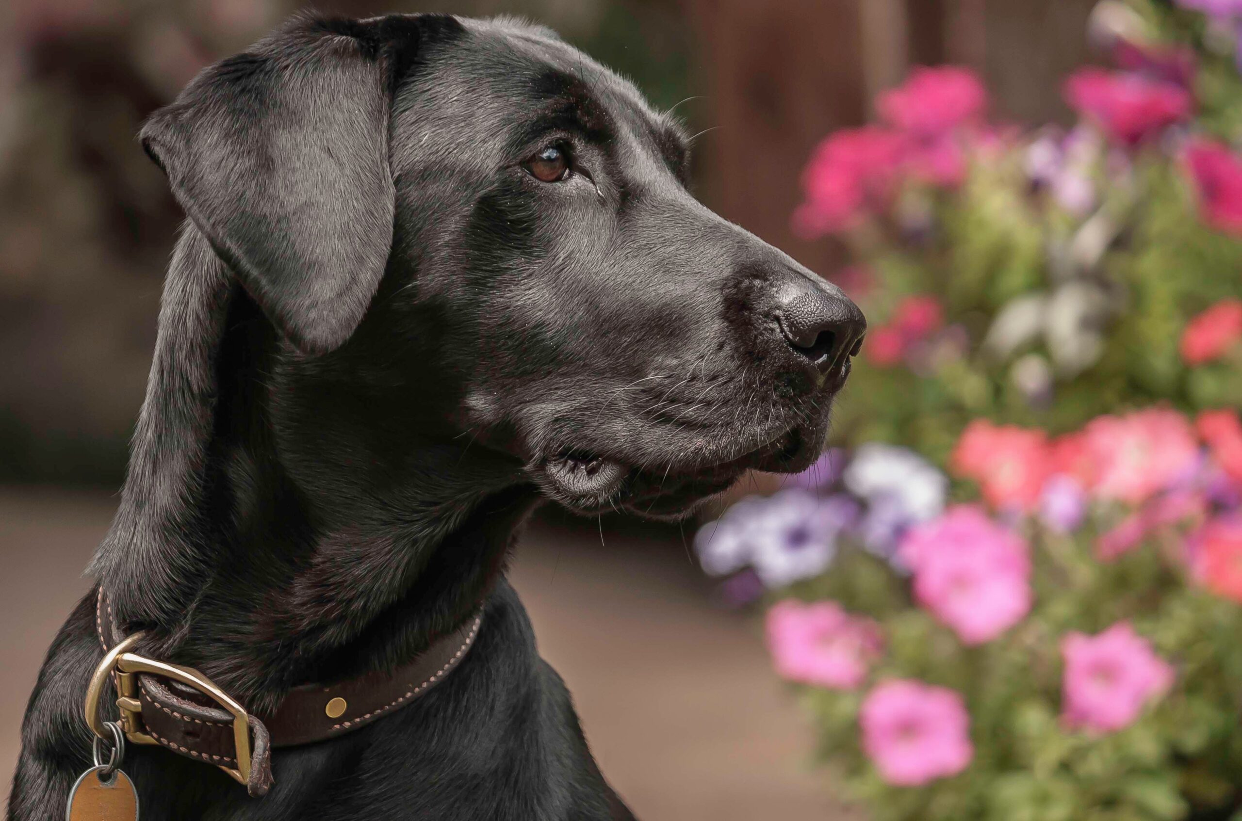 Veterinarian in Allen, Texas  Veterinarian in Allen, Texas