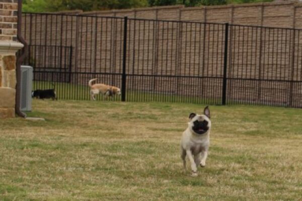 pug running - playcare page